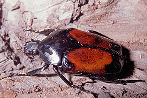 Rosenk�fer Dilochrosis