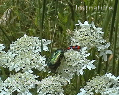 Gemeiner Rosenk�fer Cetonia aurata