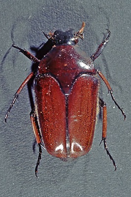 Rosenk�fer Ischiopsia spec. 