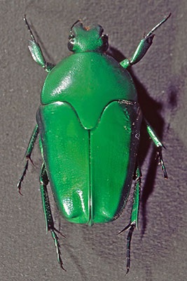 Rosenk�fer Ischiopsopha