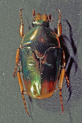 Rosenk�fer Lomaptera spec.