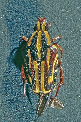 Rosenk�fer Coilodera spec.