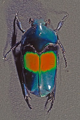 Rosenk�fer Ischiopsopha jamesi