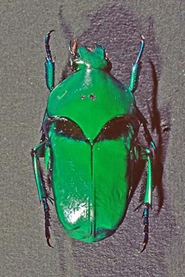 Rosenk�fer Ischiopsia spec.