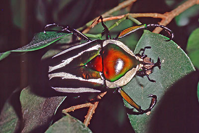 Dicronorrhina derbyana
