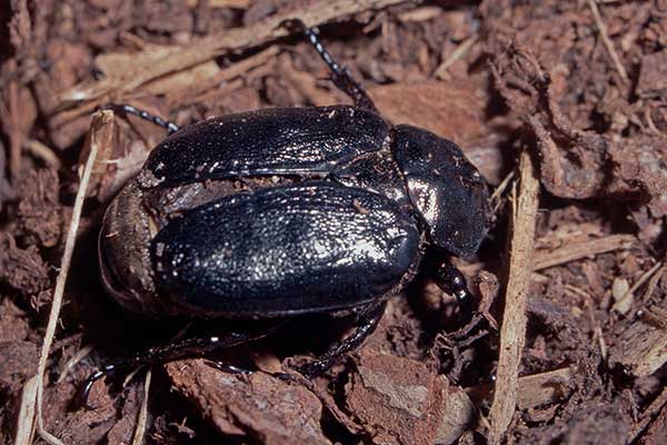 Eremit Osmoderma eremita