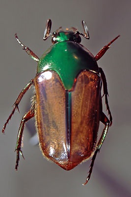 Rosenk�fer Lomaptera spec.