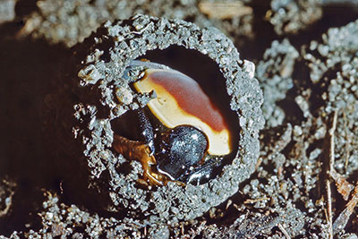 Geschl�pfter Kongorosenk�fer befreit sich aus dem Erdkokon