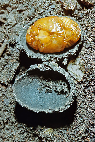 Puppe vom Kongo-Rosenk�fer Pachnoda marginata