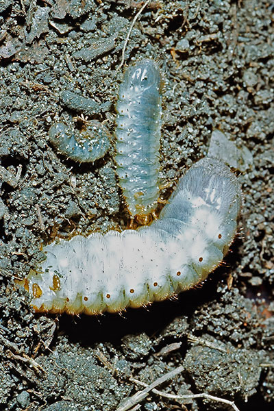 Larven des Kongo-Rosenk�fers Pachnoda marginata