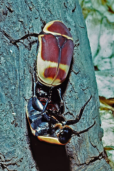 Kopula Pachnoda marginata