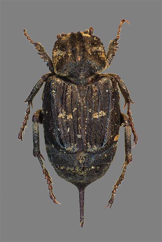 Stolperk�fer Valgus hemipterus Weibchen