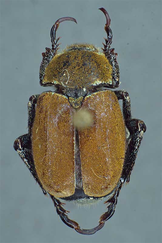 Gelbgrner Purzelkfer Hoplia argentea