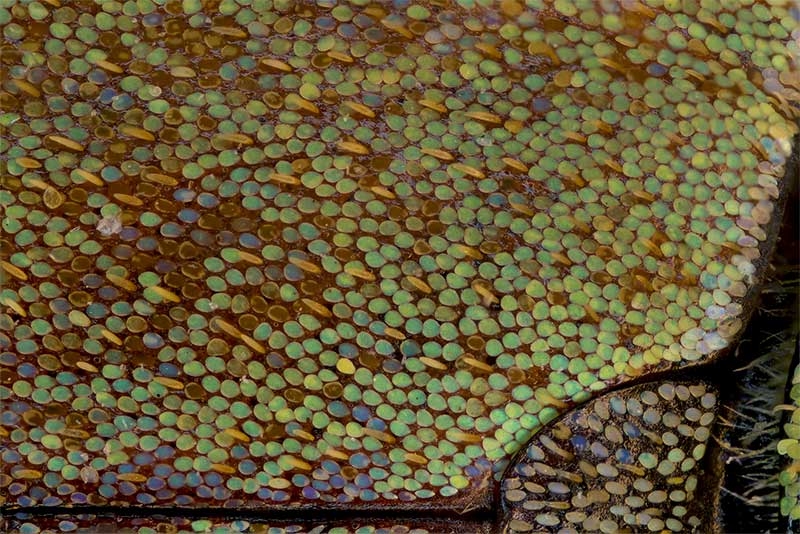 Schuppen auf der Flgeldecke von Hoplia argentea