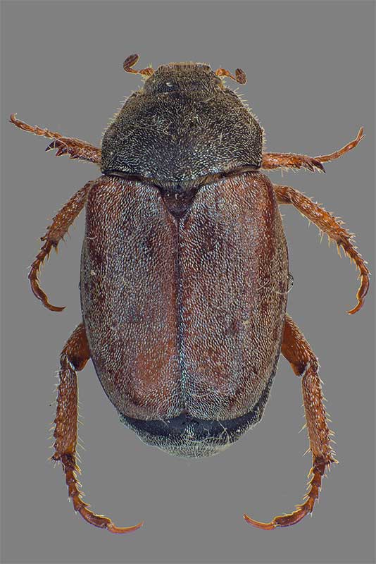 Hoplia philanthus