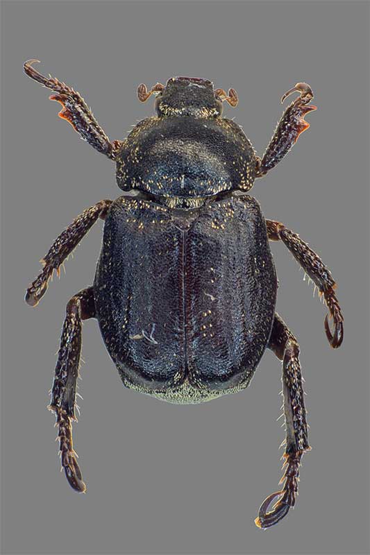 Hoplia graminicola