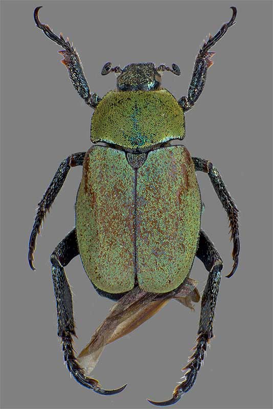 Hoplia farinosa