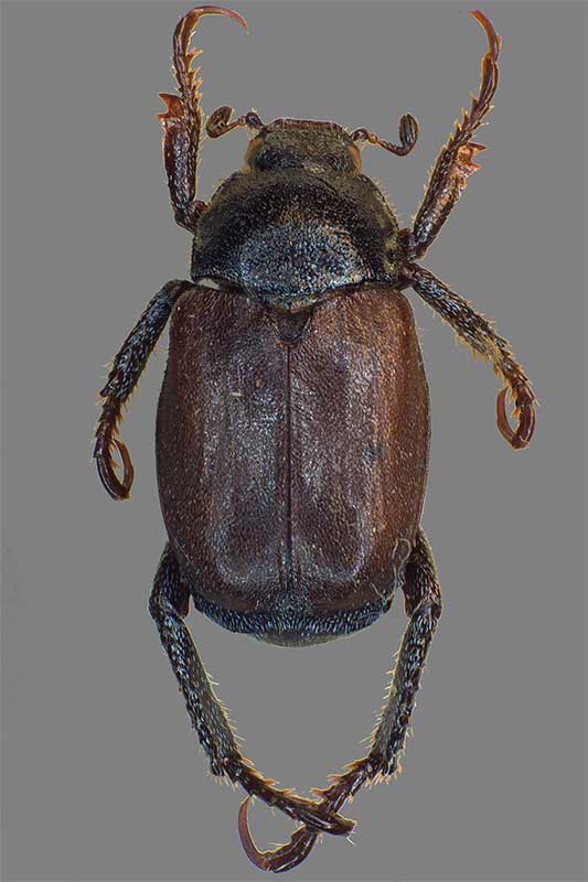 Hoplia spec.