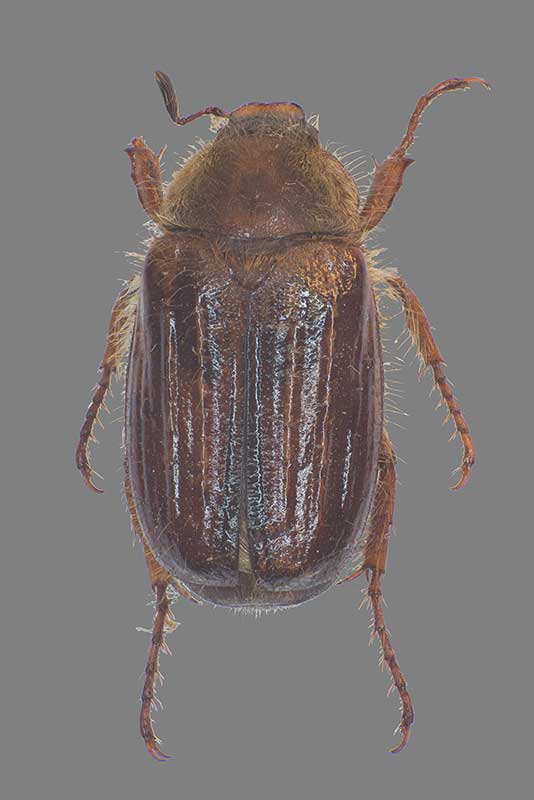 Holochelus aequinoctalis