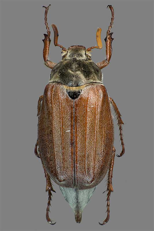 Maikfer Melolontha melolontha