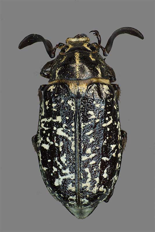 Walker Polyphylla fullo