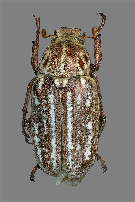 Anoxia orientalis