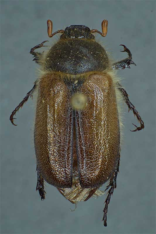 Anisoplia segetum Fuchsberg Taucha