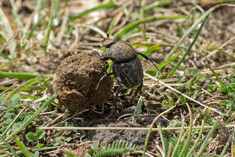 Pillenwlzerer Sisiphus schfferi