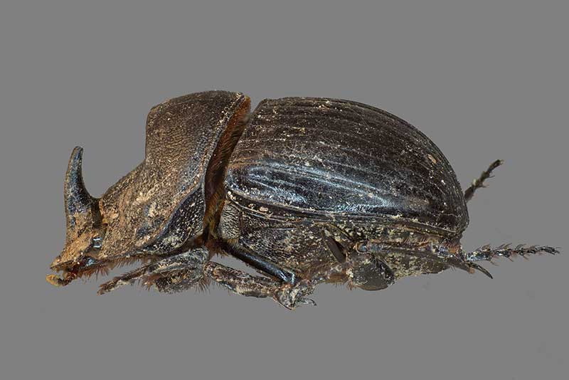 Spanischer Mondhornkfer Copris hispanus