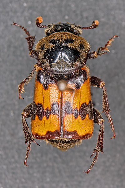 Totengr�ber Necrophorus vestigator