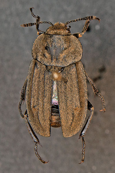 Goldfarbener R�benaask�fer