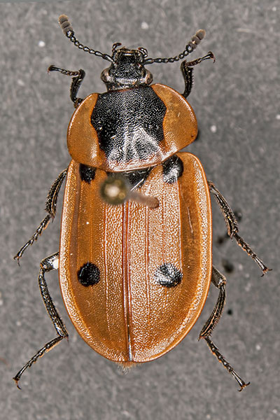 Vierpunktiger Raupenj�ger