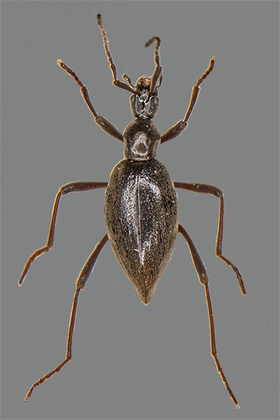 Mastigus scydmaenidus