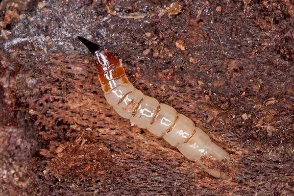 Holzfliegenlarve Xylophagus spec.