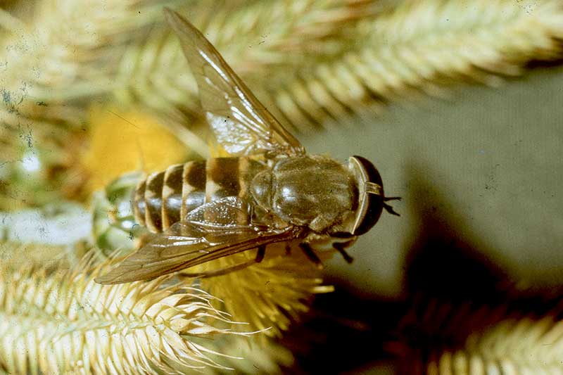 Rinderbremse