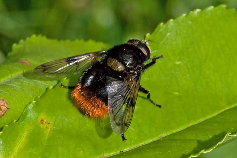 Hummel-Waldschwebfliege Volucella bombylans