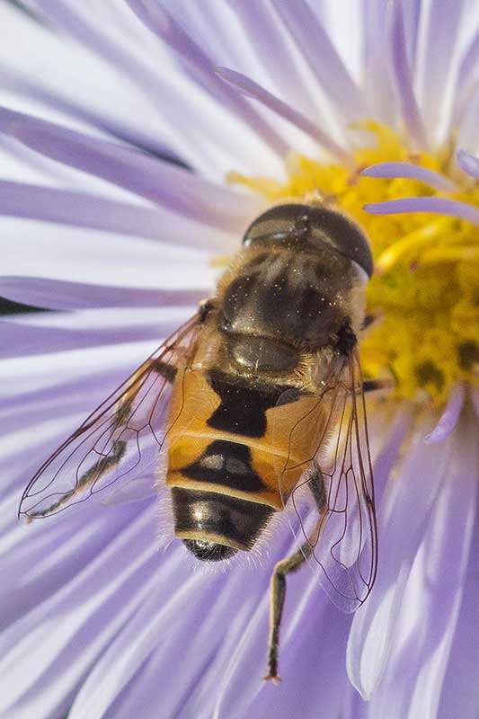 Eristalis spec.