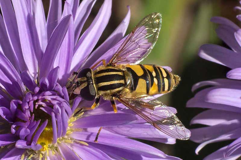 Gemeine Sumpfschwebfliege Helophilus pendulus