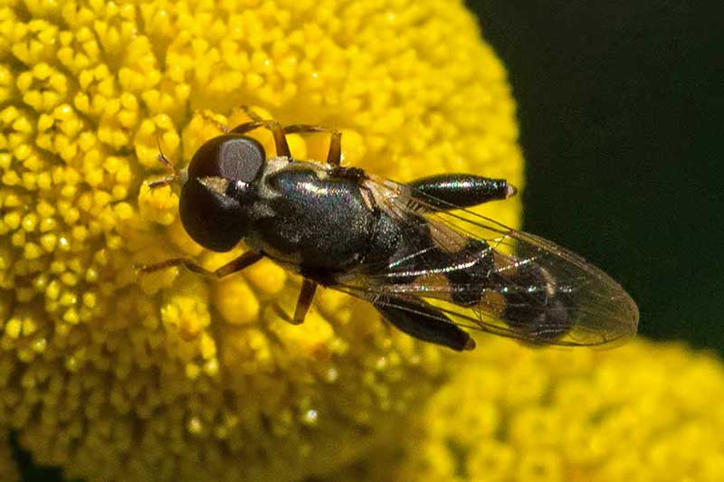 Gemeine Keulenschwebfliege Syritta pipiens
