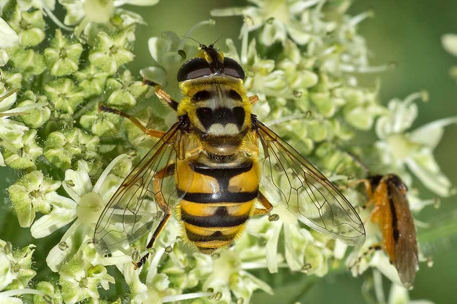 Totenkopfschwebfliege Myathropa florea