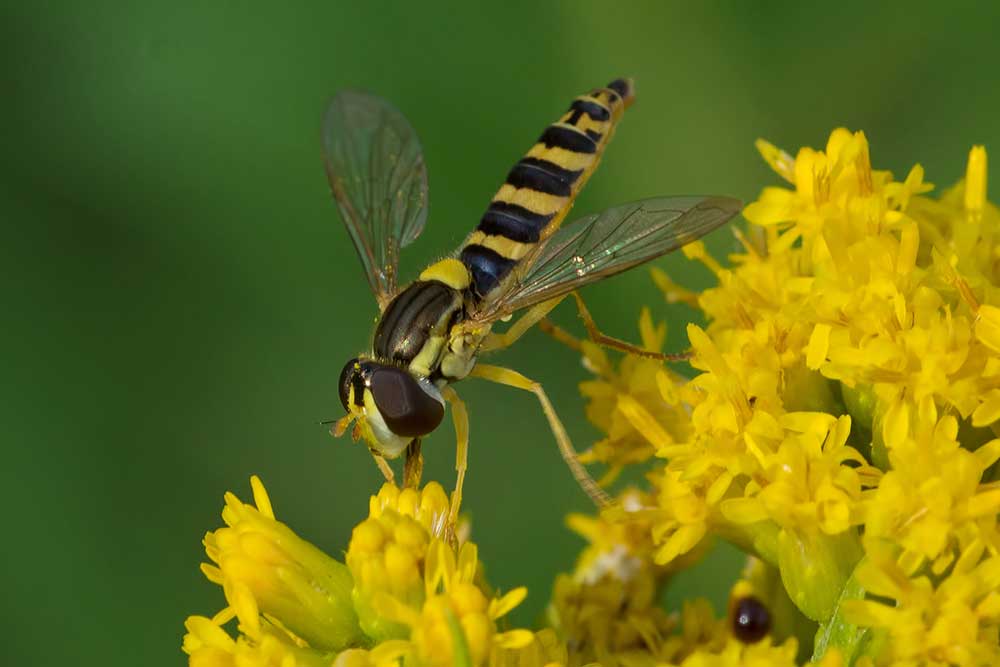 Gemeine Langbauchschwebfliege Sphaerophoria scripta