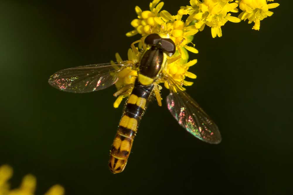 Gemeine Langbauchschwebfliege Sphaerophoria scripta