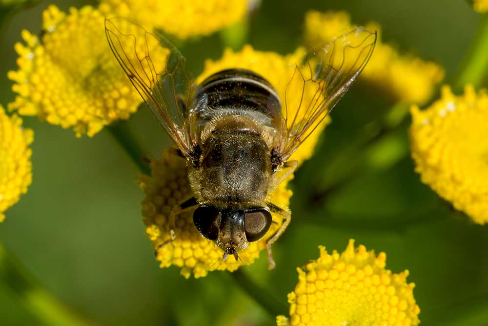 Keilfleckschwebfliege Eristalis tenax