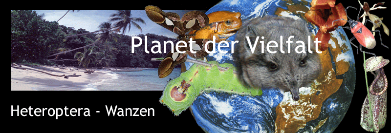 Kollage Heteroptera