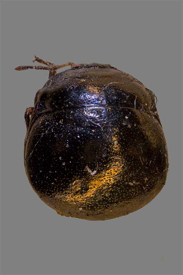 Kugelwanze