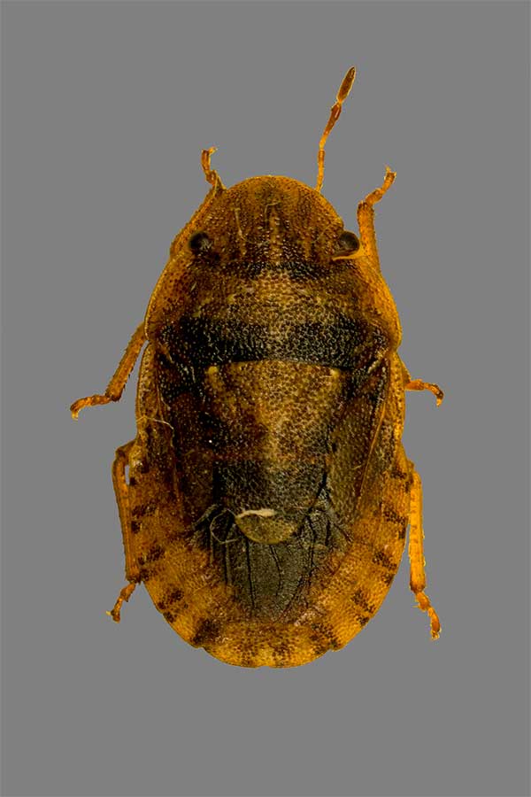 Sciocoris spec.