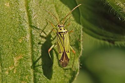 Blindwanze