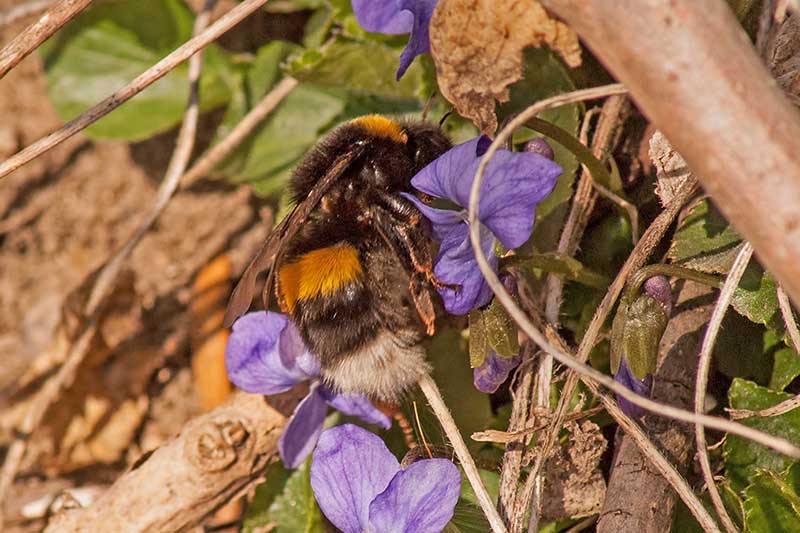 Erdhummel Bombus terrestris