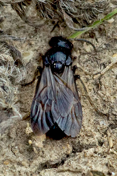Spinnenameise Mutilla spec., bei Balgstadt