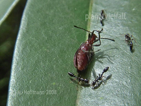 Knotenameisen am Mount Rani, Nepal